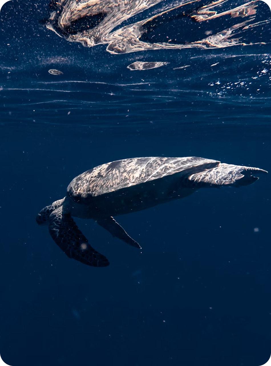 Sea turtle underwater